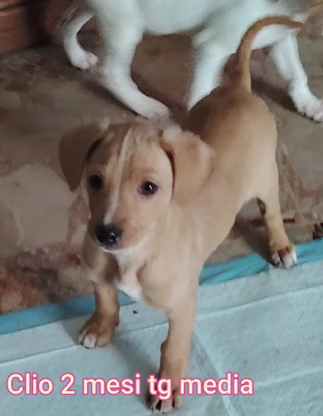 2 mesi Aiutate questi cuccioli  | Foto 3