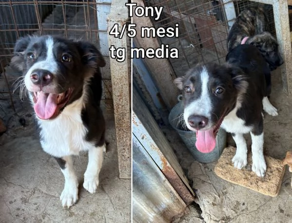 2 mesi Aiutate questi cuccioli  | Foto 1