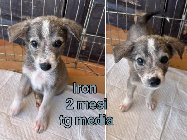 2 mesi Aiutate questi cuccioli  | Foto 0