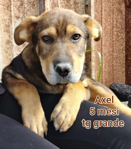 2 mesi Aiutate questi cuccioli  | Foto 2
