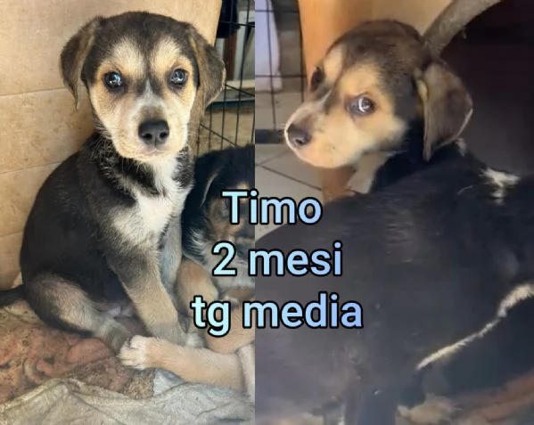 2 mesi Aiutate questi cuccioli  | Foto 1