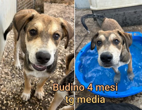 2 mesi Aiutate questi cuccioli  | Foto 2