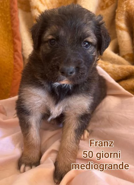 2 mesi Aiutate questi cuccioli  | Foto 1