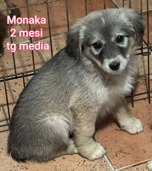 2 mesi Aiutate questi cuccioli  | Foto 3