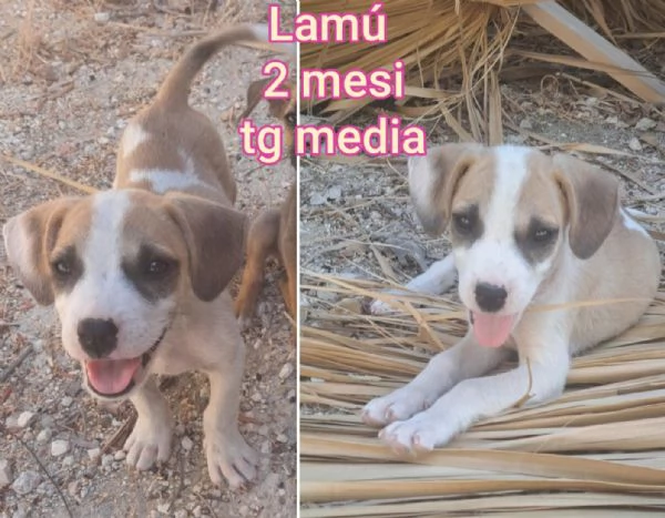2 mesi Aiutate questi cuccioli  | Foto 1