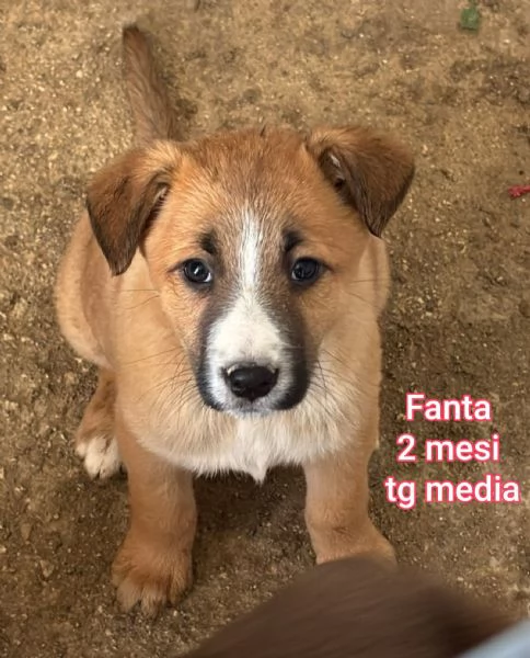 2 mesi Aiutate questi cuccioli  | Foto 2