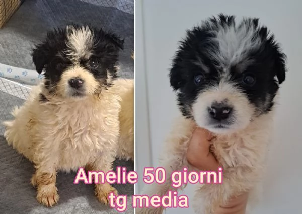 2 mesi Aiutate questi cuccioli 