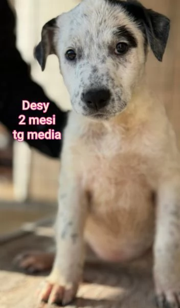 2 mesi Aiutate questi cuccioli  | Foto 0