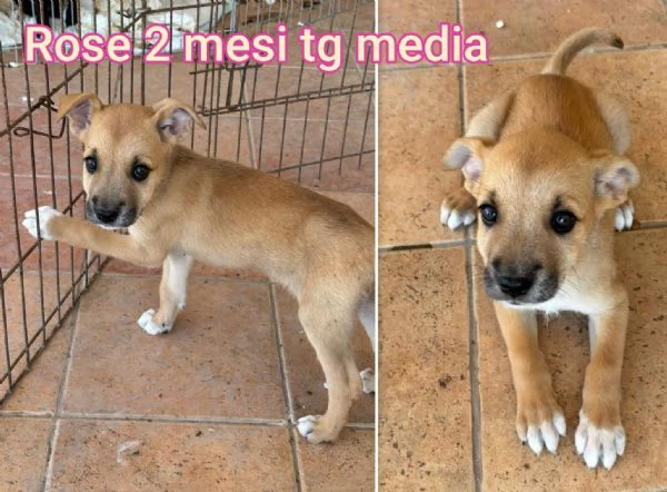 2 mesi Aiutate questi cuccioli 