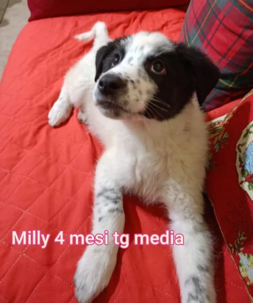 2 mesi Aiutate questi cuccioli  | Foto 1