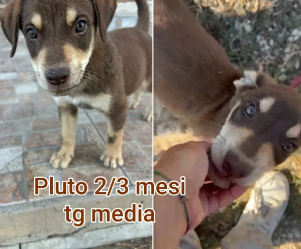 2 mesi Aiutate questi cuccioli  | Foto 0