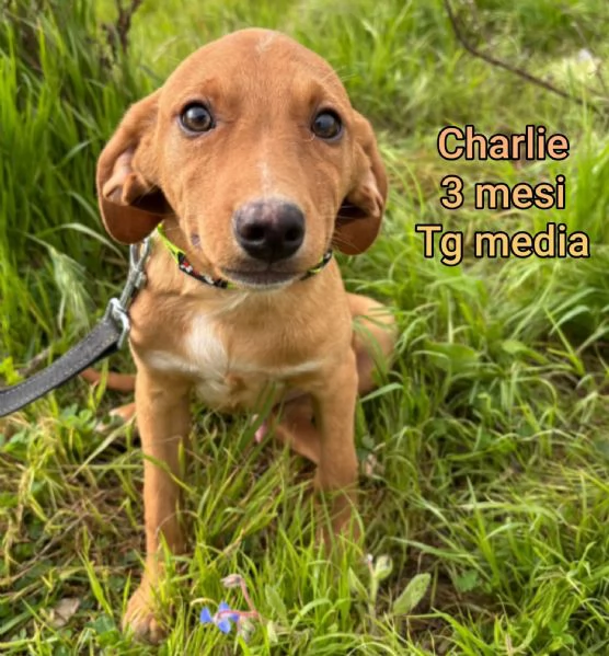 2 mesi Aiutate questi cuccioli  | Foto 1