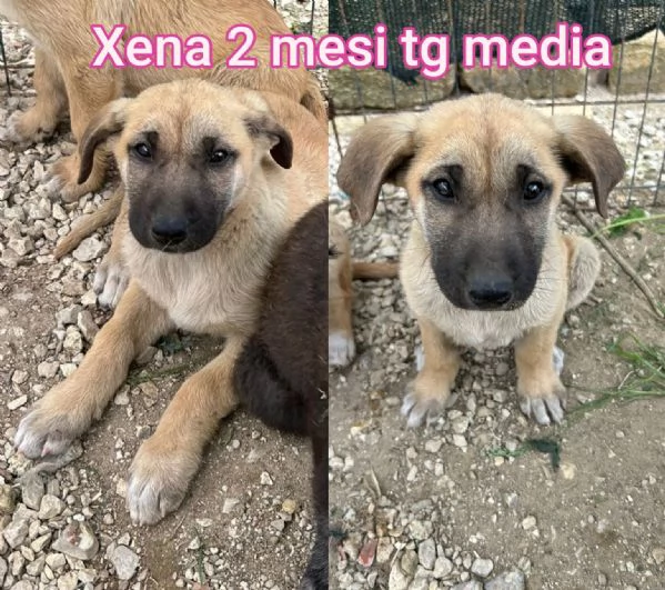 2 mesi Aiutate questi cuccioli  | Foto 0