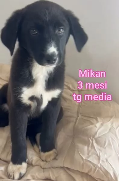 2 mesi Aiutate questi cuccioli  | Foto 0