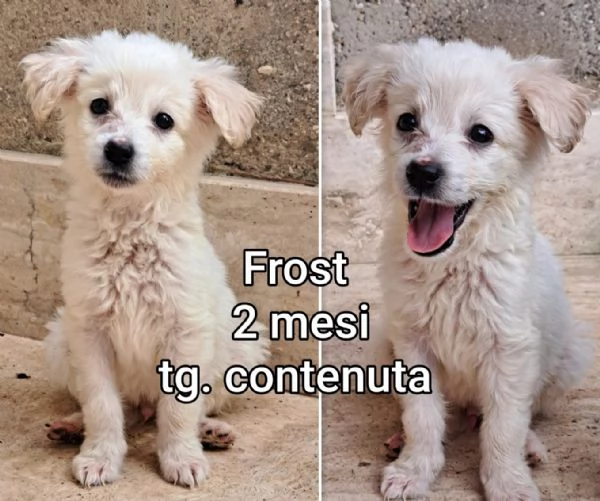 2 mesi Aiutate questi cuccioli  | Foto 3