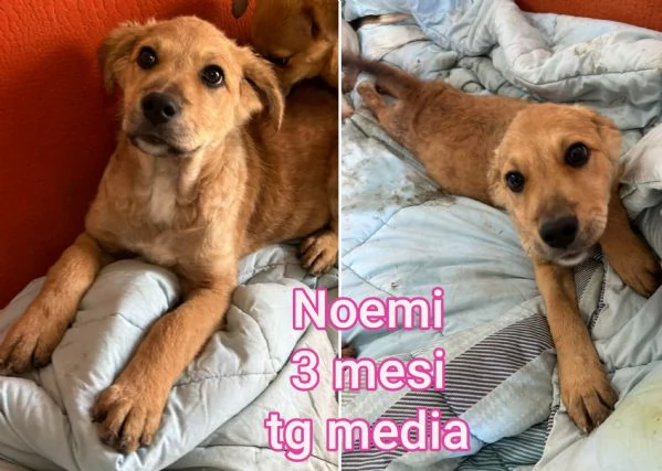 2 mesi Aiutate questi cuccioli  | Foto 1
