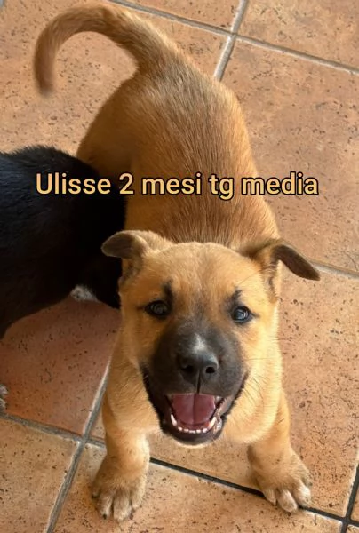 2 mesi Aiutate questi cuccioli  | Foto 0