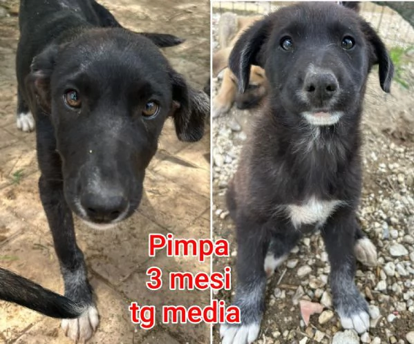 2 mesi Aiutate questi cuccioli  | Foto 2