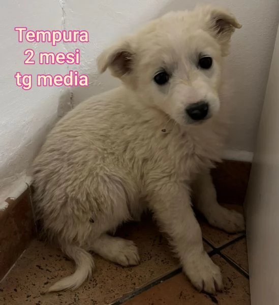 2 mesi Aiutate questi cuccioli  | Foto 2