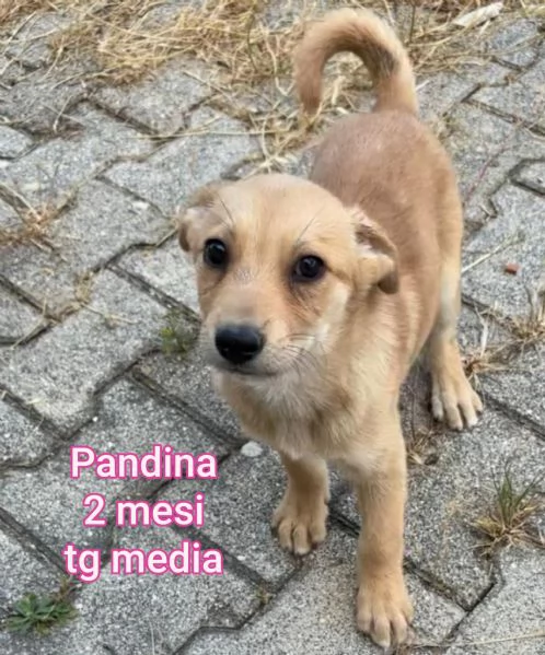2 mesi Aiutate questi cuccioli 