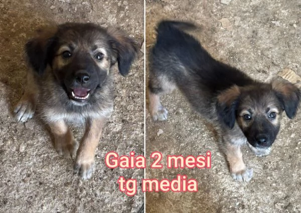 2 mesi Aiutate questi cuccioli  | Foto 0