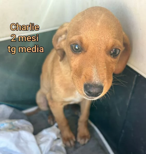 2 mesi Aiutate questi cuccioli  | Foto 1