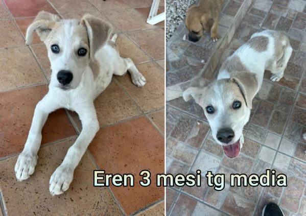 2 mesi Aiutate questi cuccioli 