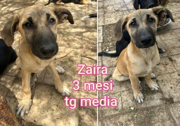2 mesi Aiutate questi cuccioli 
