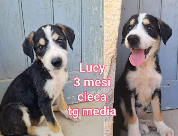 2 mesi Aiutate questi cuccioli  | Foto 1