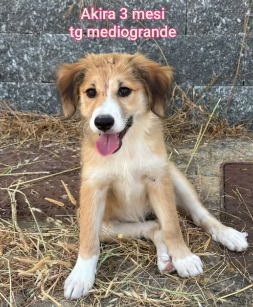 2 mesi Aiutate questi cuccioli  | Foto 0