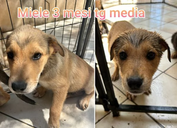 2 mesi Aiutate questi cuccioli  | Foto 1