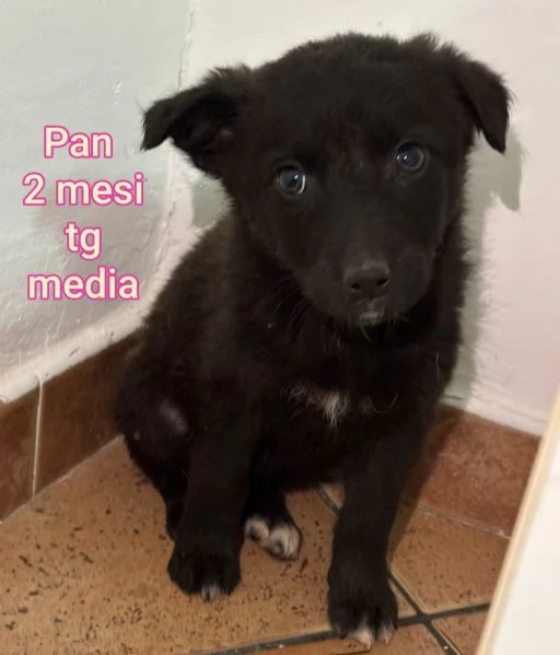2 mesi Aiutate questi cuccioli  | Foto 0