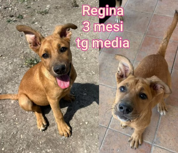 2 mesi Aiutate questi cuccioli  | Foto 0