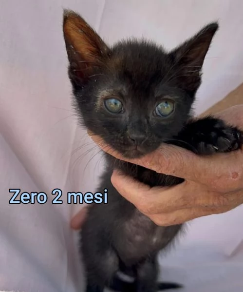 MIAO MICINI DAGLI 8 MESI | Foto 6