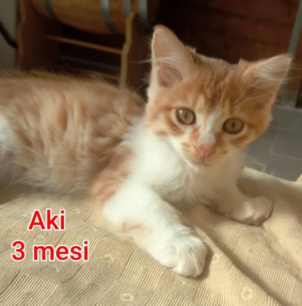 MIAO MICINI DAGLI 8 MESI