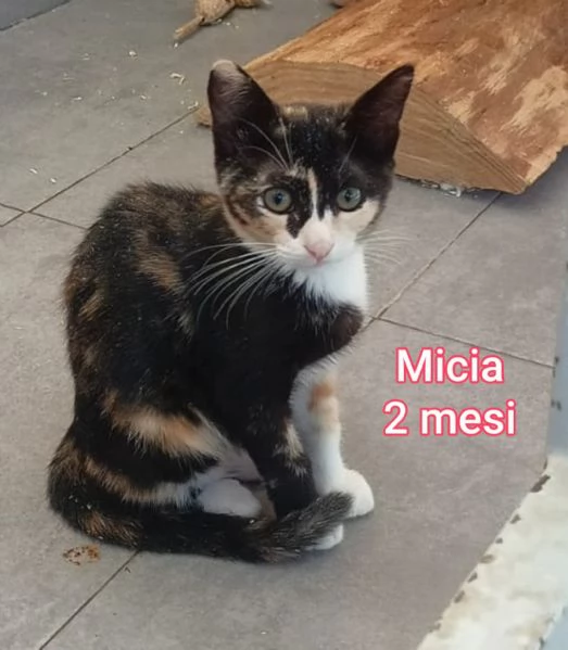 MIAO MICINI DAGLI 8 MESI | Foto 6
