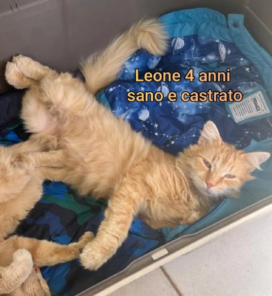 MIAO MICINI DAGLI 8 MESI | Foto 6