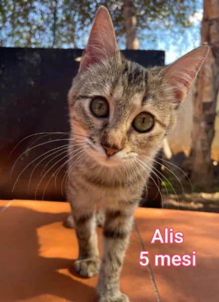 MIAO MICINI DAGLI 8 MESI | Foto 6