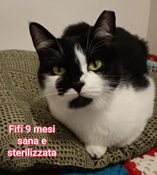 MIAO MICINI DAGLI 8 MESI | Foto 6