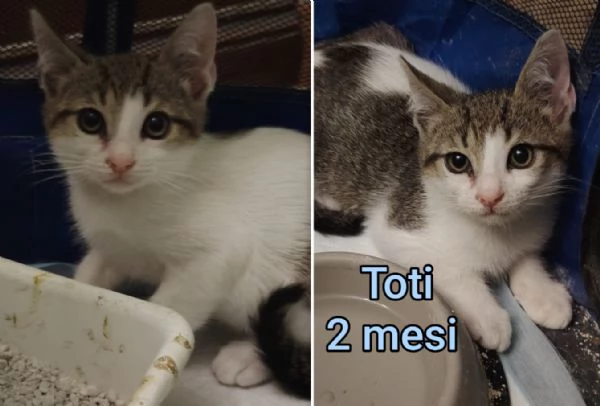 MIAO MICINI DAGLI 8 MESI | Foto 6