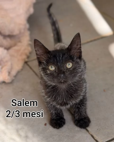 MIAO MICINI DAGLI 8 MESI | Foto 5