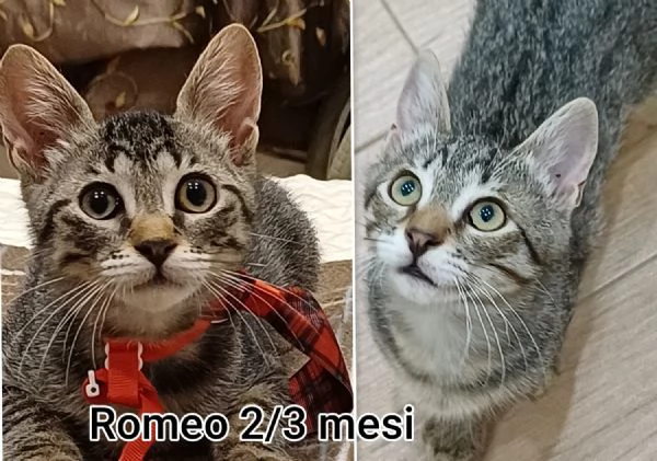 MIAO MICINI DAGLI 8 MESI | Foto 5