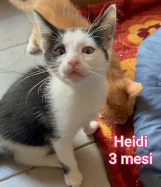 MIAO MICINI DAGLI 8 MESI | Foto 6
