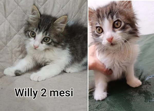 MIAO MICINI DAGLI 8 MESI | Foto 6