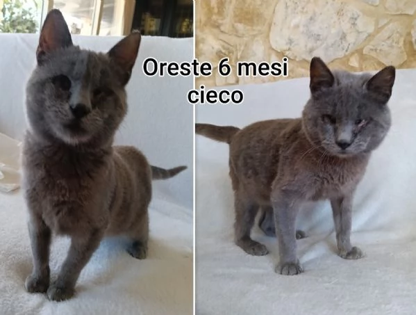 MIAO MICINI DAGLI 8 MESI | Foto 5