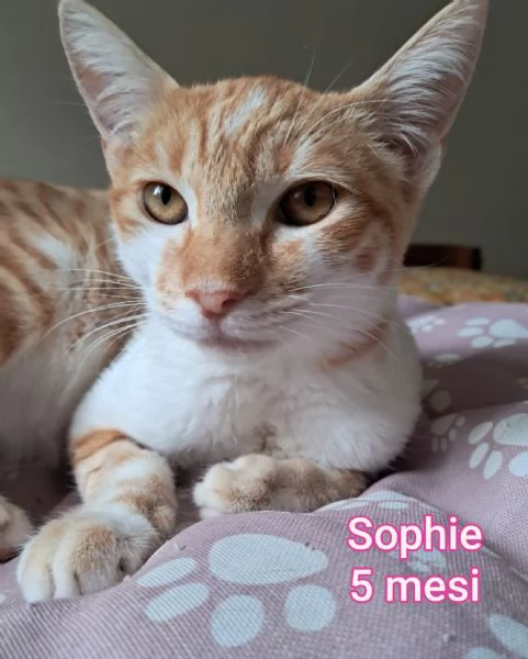 MIAO MICINI DAGLI 8 MESI | Foto 4