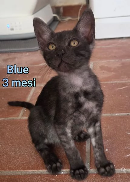 MIAO MICINI DAGLI 8 MESI