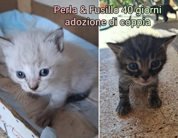 MIAO MICINI DAGLI 8 MESI | Foto 5