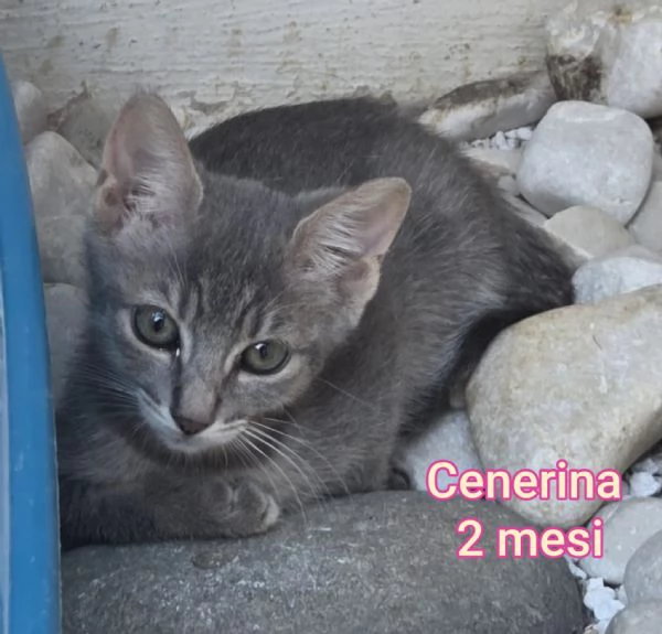 MIAO MICINI DAGLI 8 MESI | Foto 5