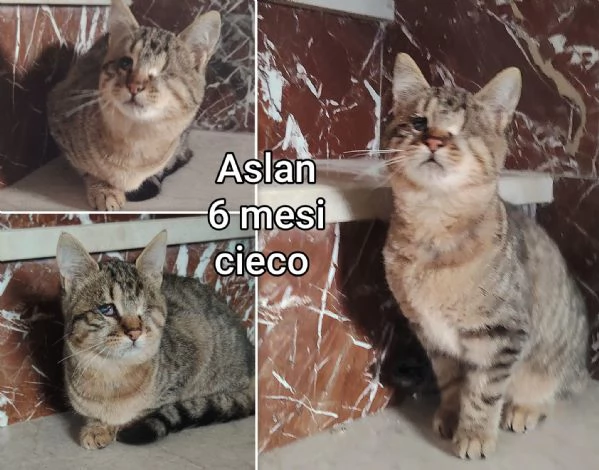 MIAO MICINI DAGLI 8 MESI | Foto 6